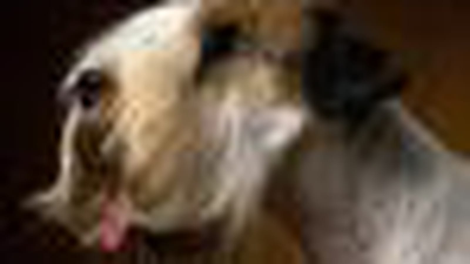 Sealyham terrier