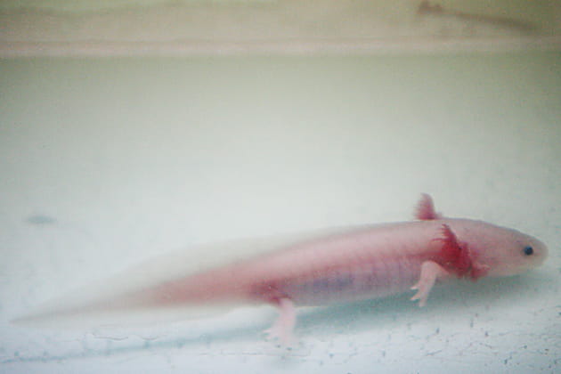 Le pouvoir de se régénérer