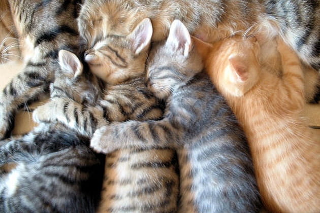 Sieste en famille