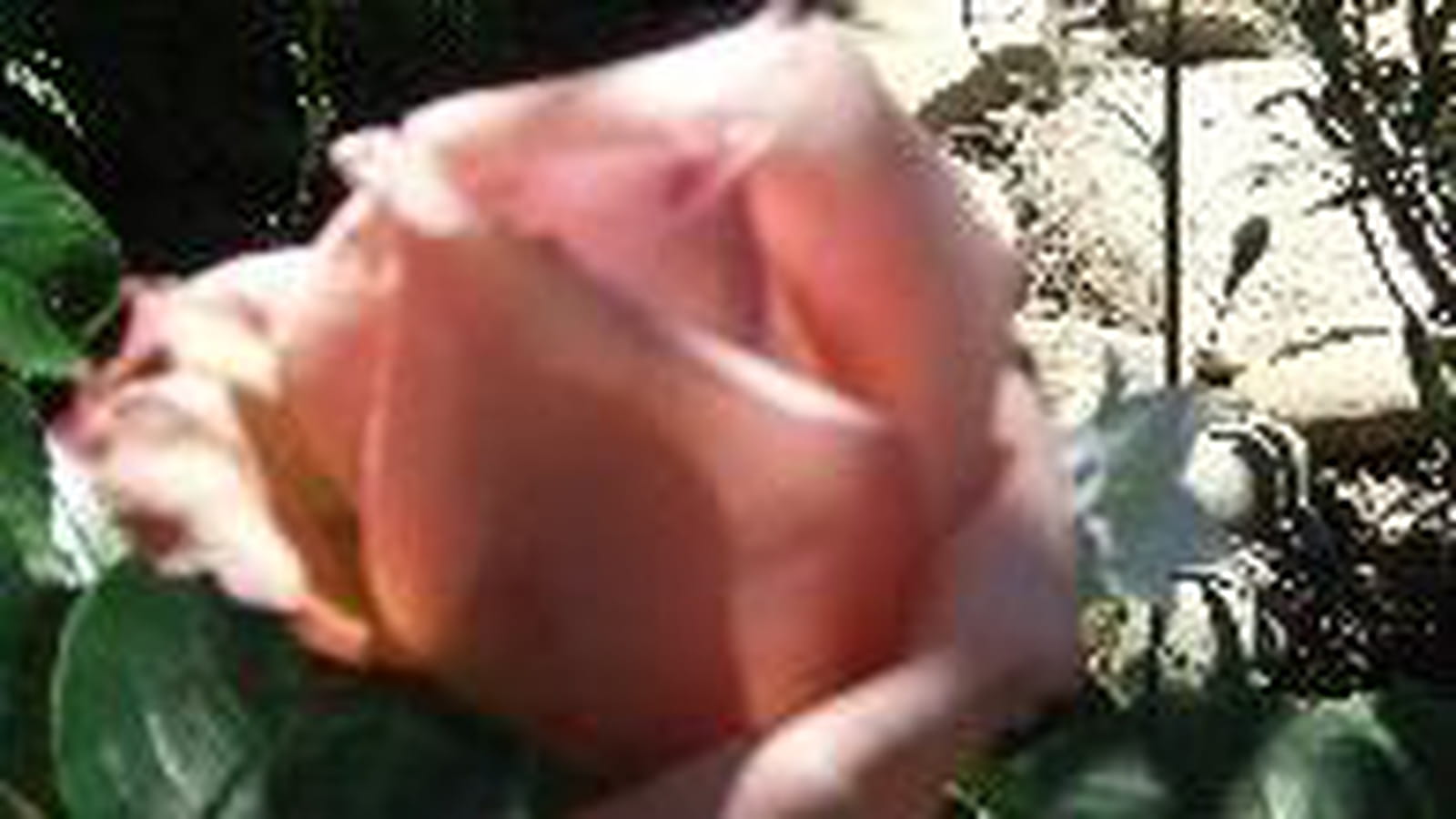 Bouton de rose
