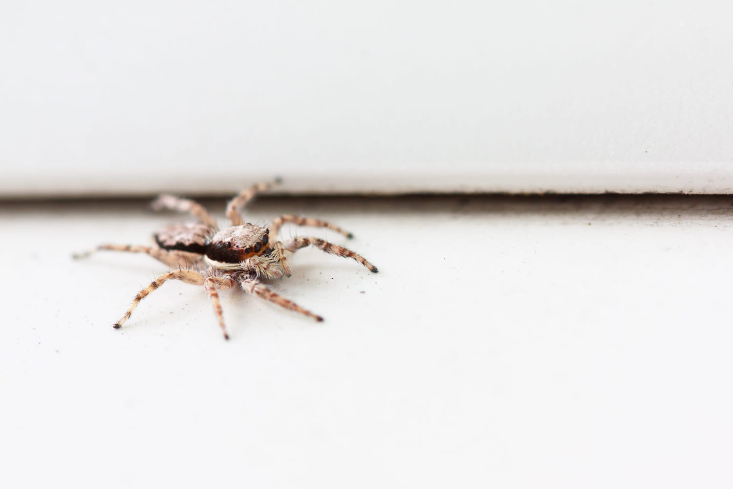 It is now that spiders are trying to enter: here’s how to block them