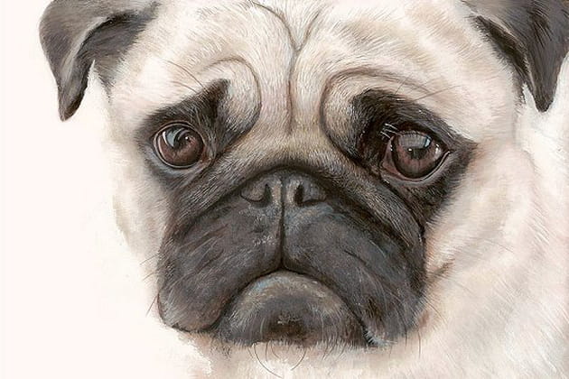 Le regard toujours aussi triste du carlin