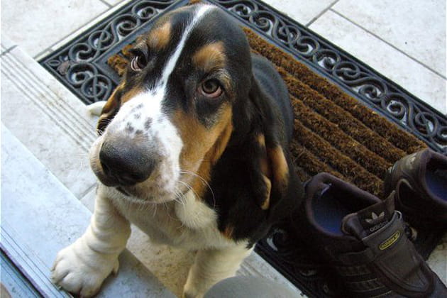 Un chien qui a du chien