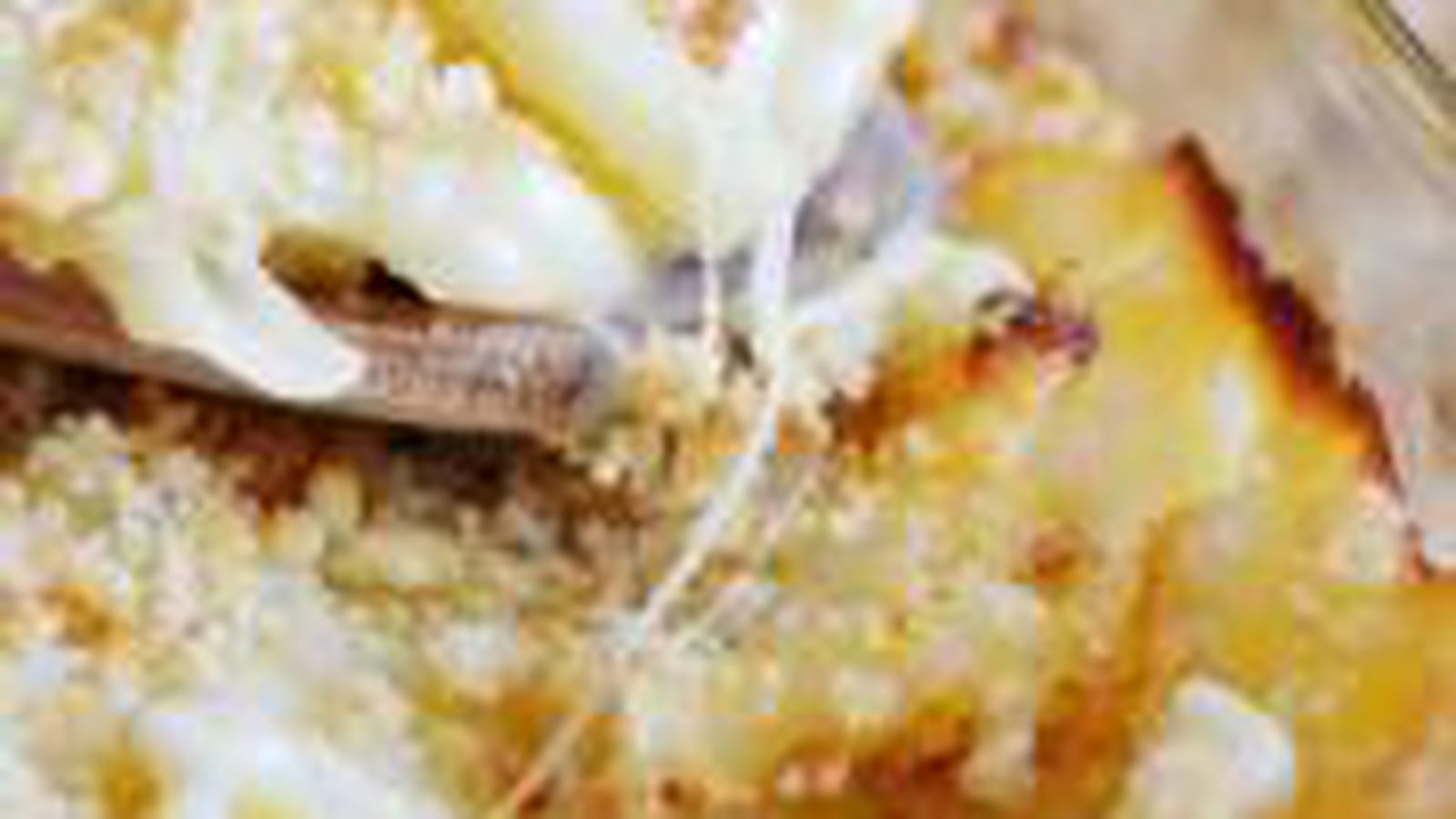 Gratin de macaronis