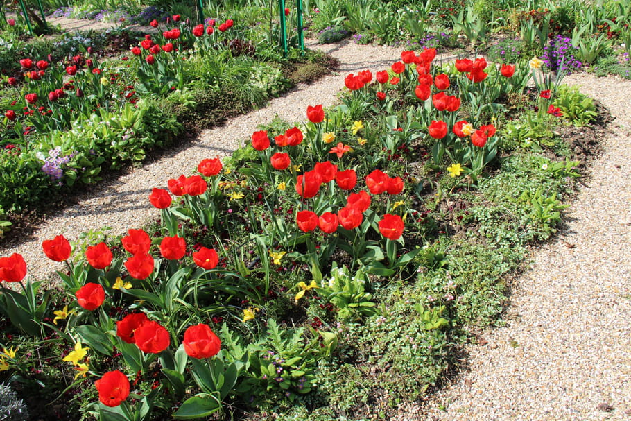 Tulipe