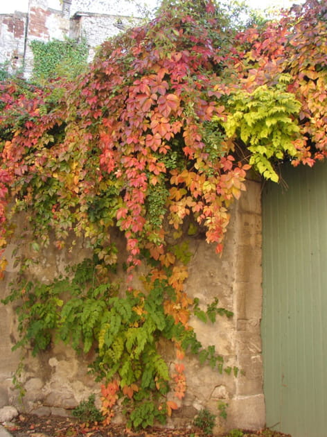 La vigne vierge &agrave; l'assaut de nos fa&ccedil;ades