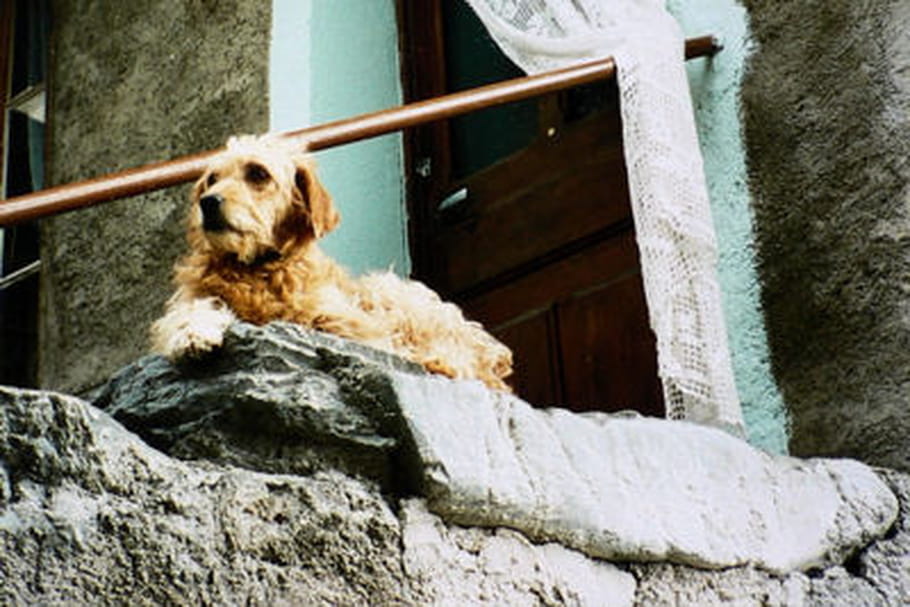 Chien cherche maison de vacances