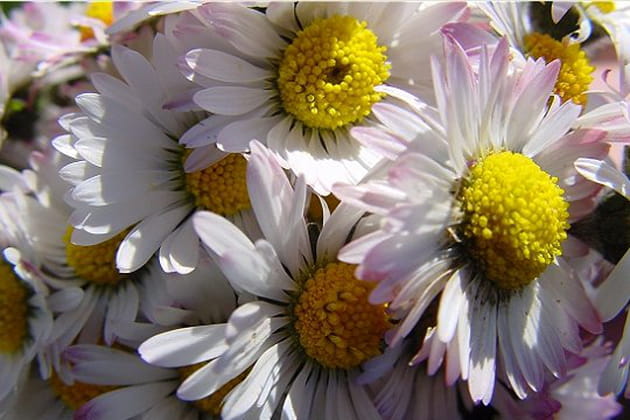 Focus sur un bouquet de pâquerettes