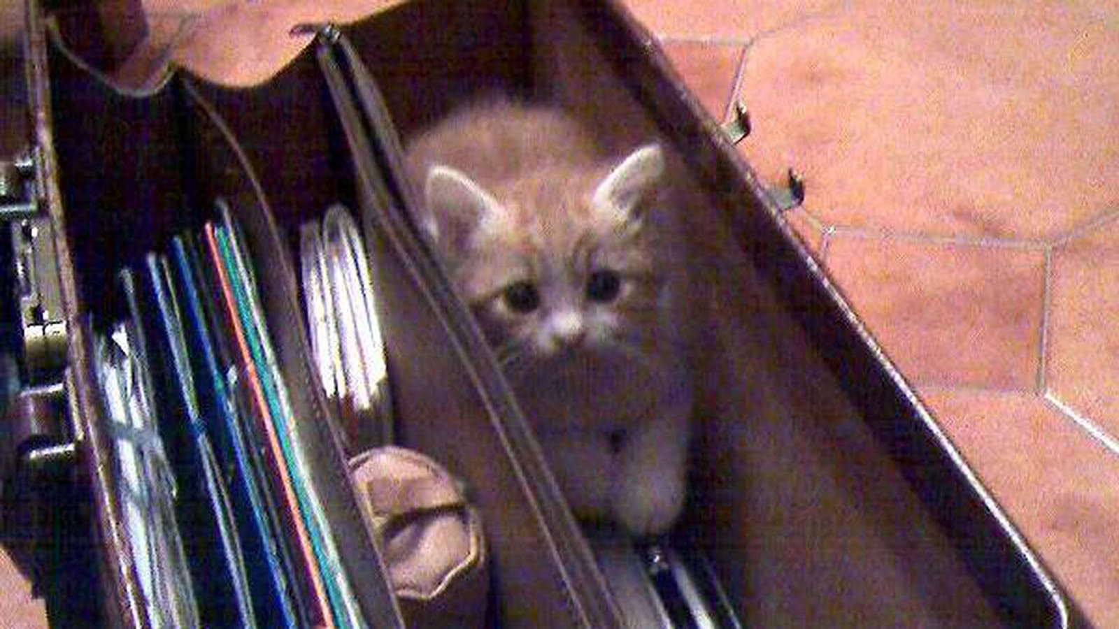 Dans le cartable