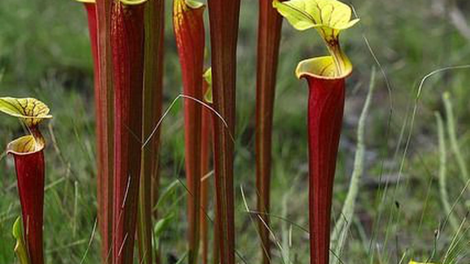 Sarracenia leucophylla
