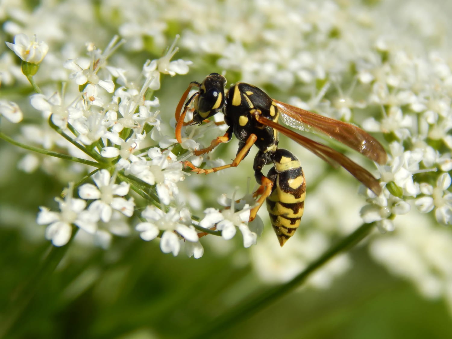 Piqûre d'hyménoptère : symptômes, allergie, définition
