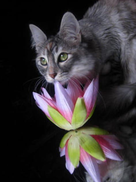 Dahlia sur nénuphar