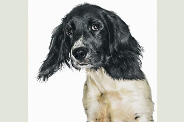 La vivacité de l'épagneul breton