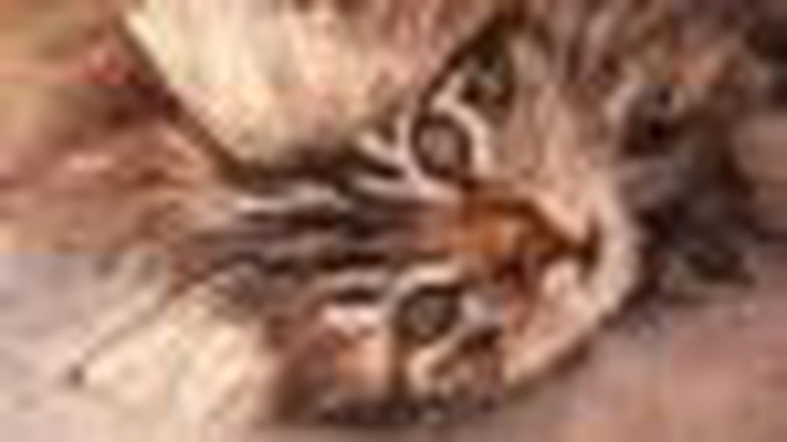 Chat