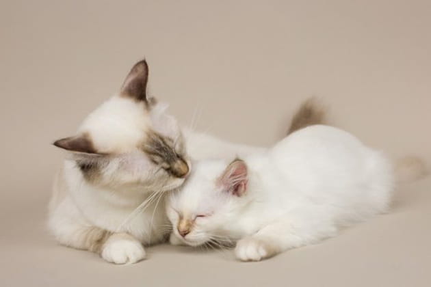 Un moment de tendresse