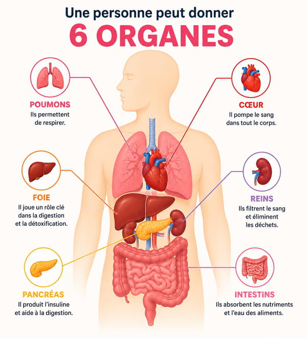 Schéma des organes que l'on peut donner 