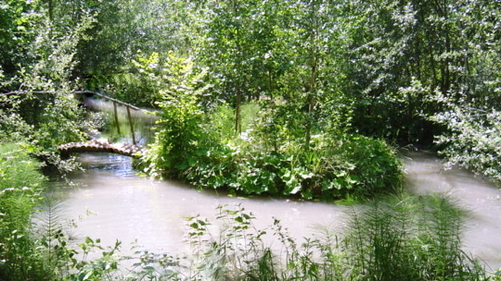 Passerelle sous les arbres