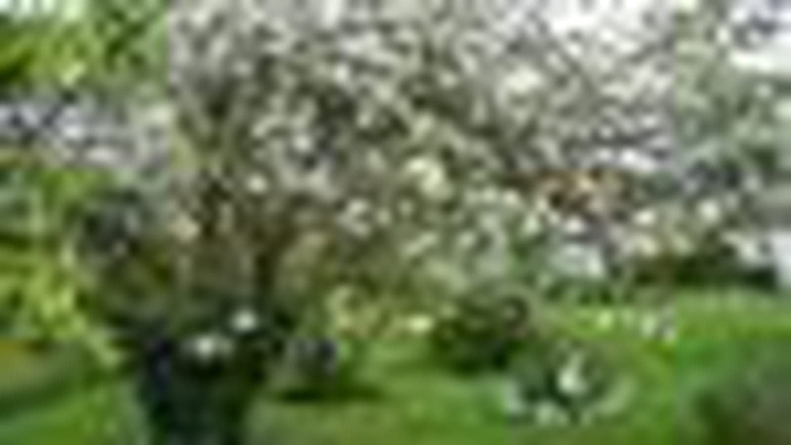 Jardin au printemps