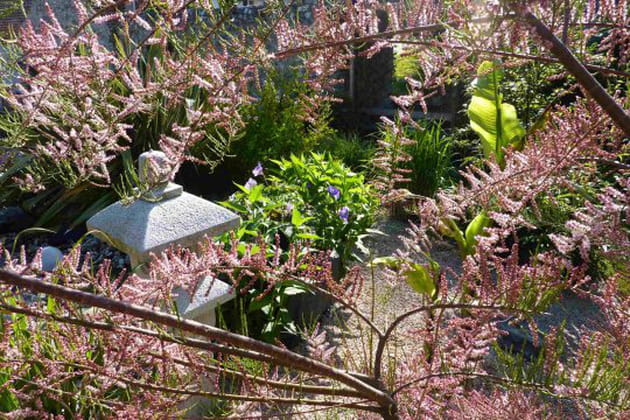 Un majestueux Tamaris