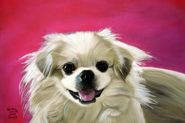 Un adorable pékinois