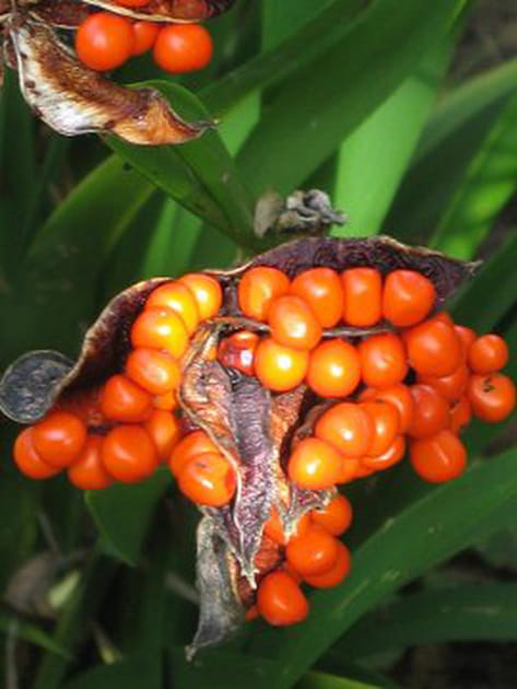 Des fruits tr&egrave;s utiles pour les couronnes de No&euml;l