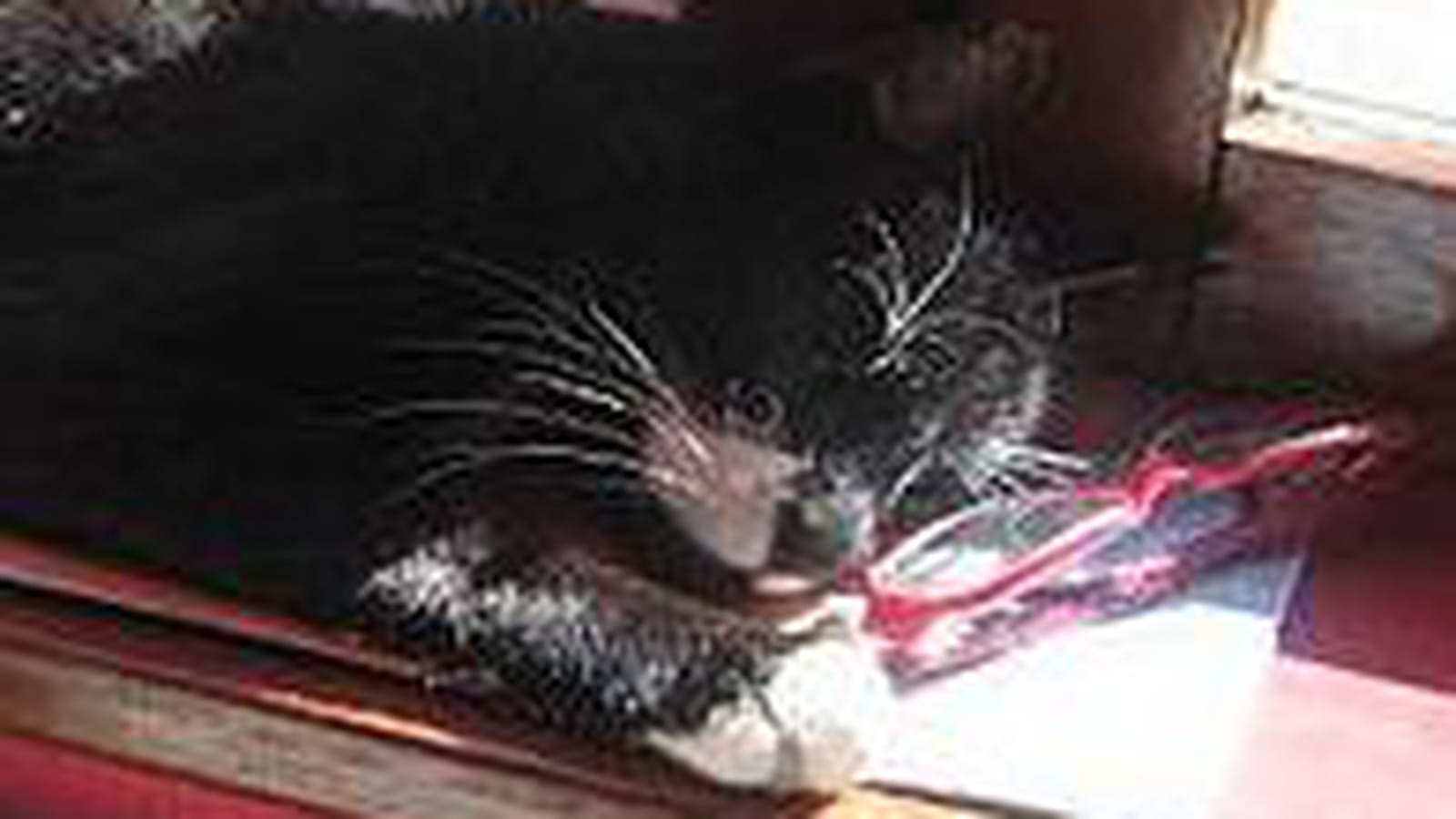 Minou