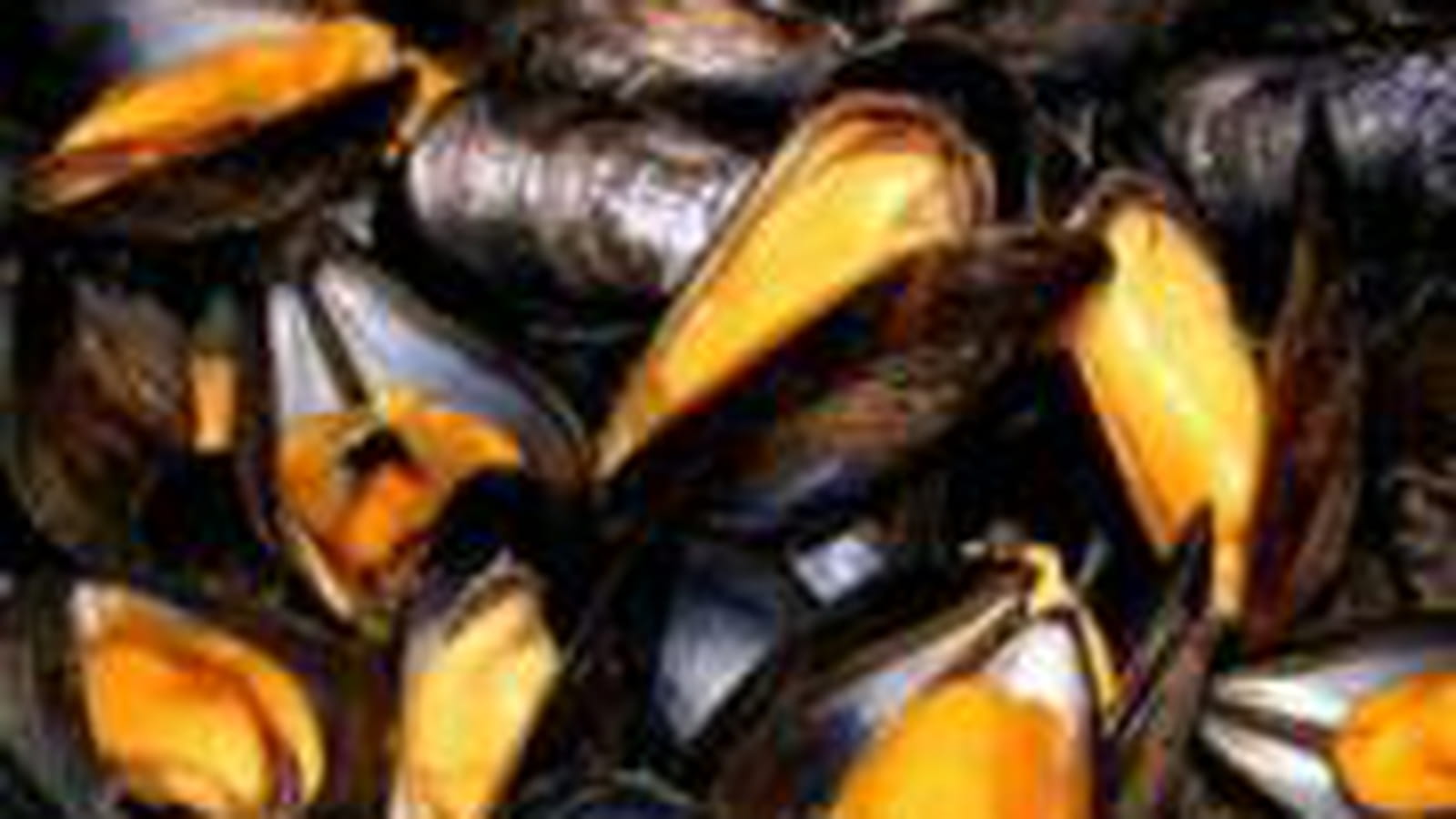 Moules marinières