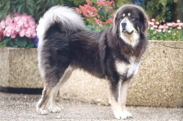 Le dogue du Tibet