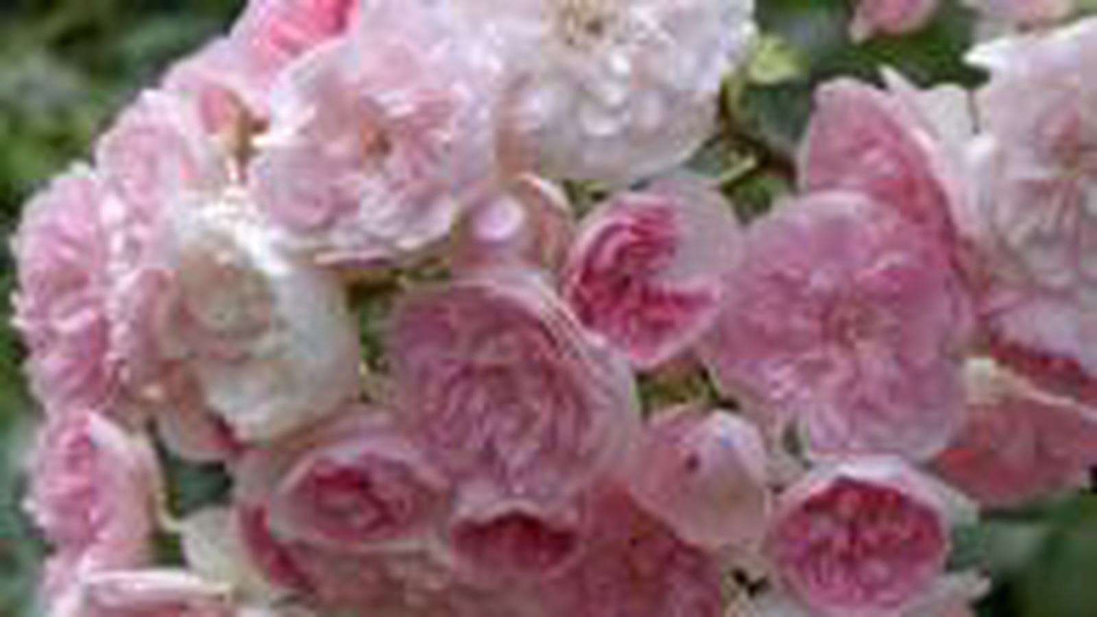 Belle de Sardaigne