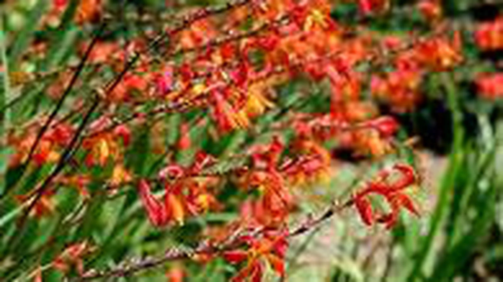 Crocosmia