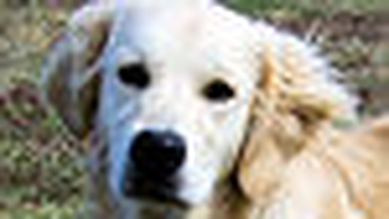 Golden retriever