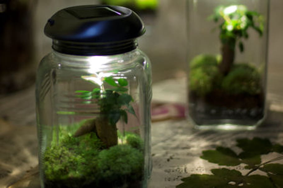 L'objet du désir : Treeki, l'objet vivant lumineux