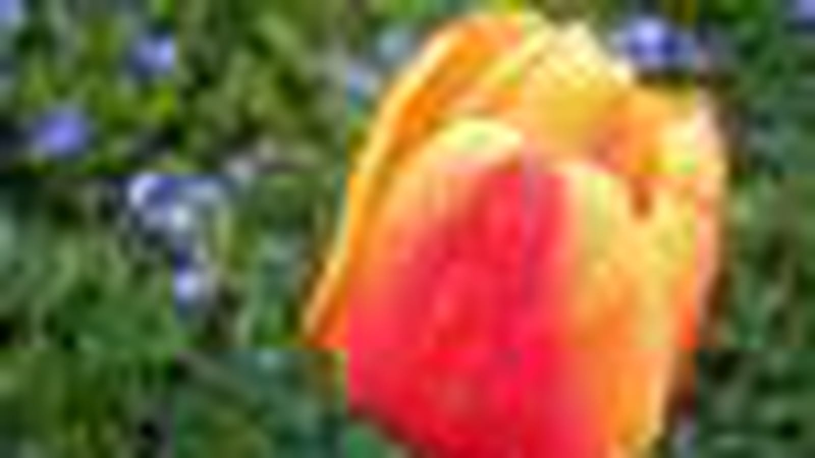 Tulipe