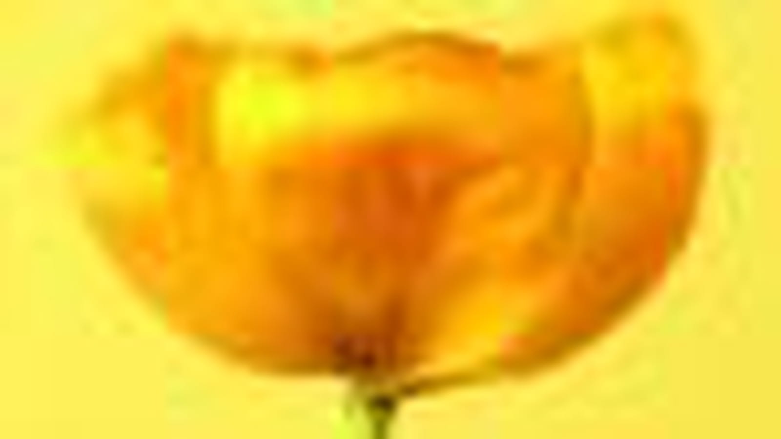 Tulipe Golden Parade