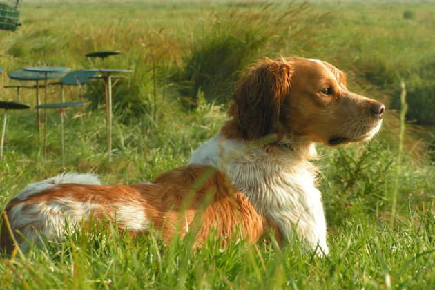 Upec, un chien qui a de la classe