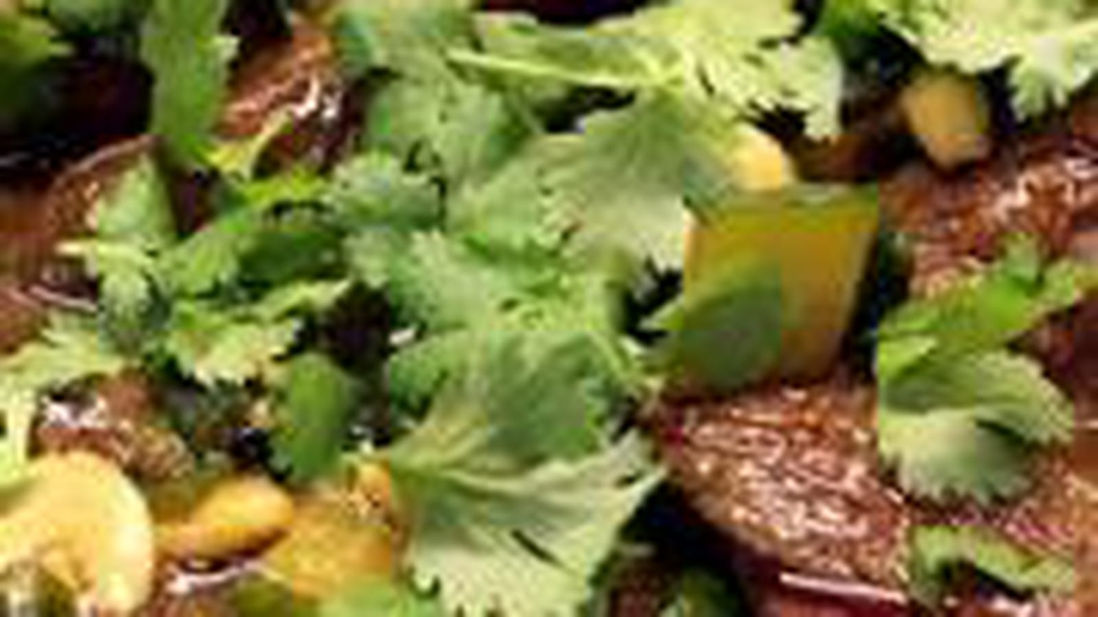 Magret de canard, concombre et noix de cajou