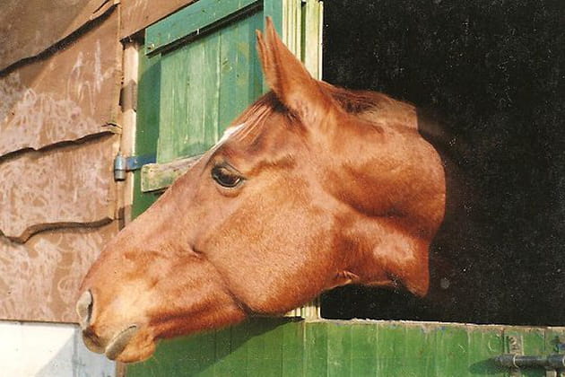 Un cheval chanceux