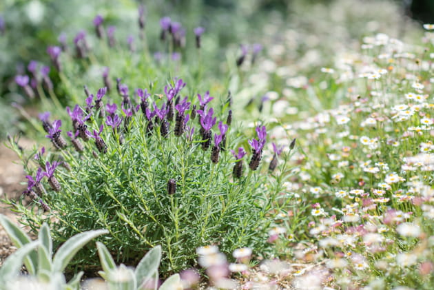 Lavande papillon The Princess