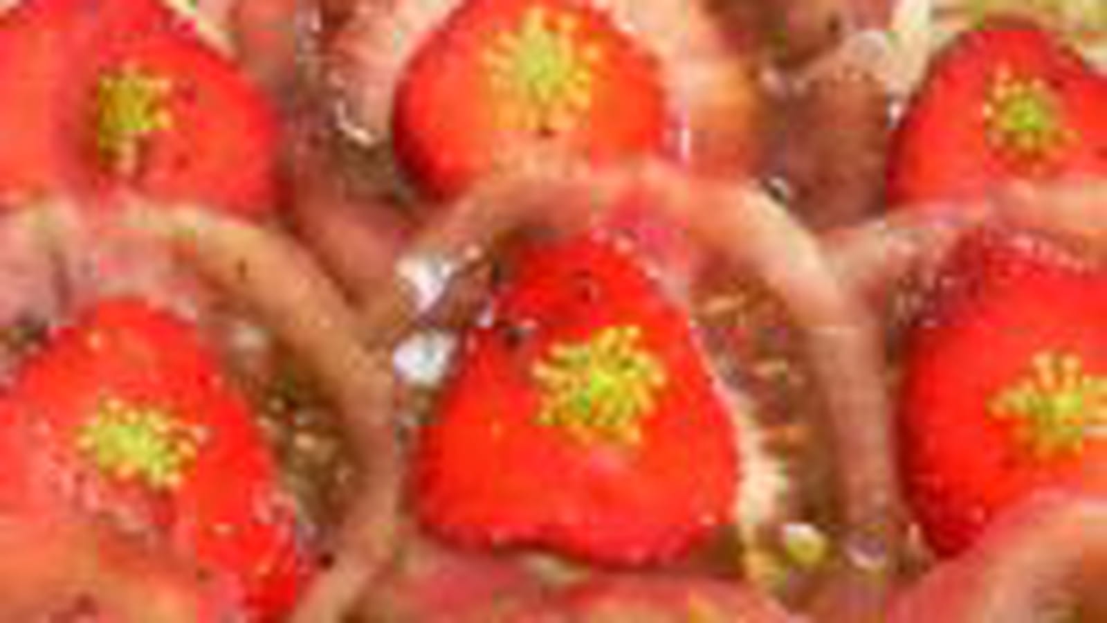 Salade de tomates