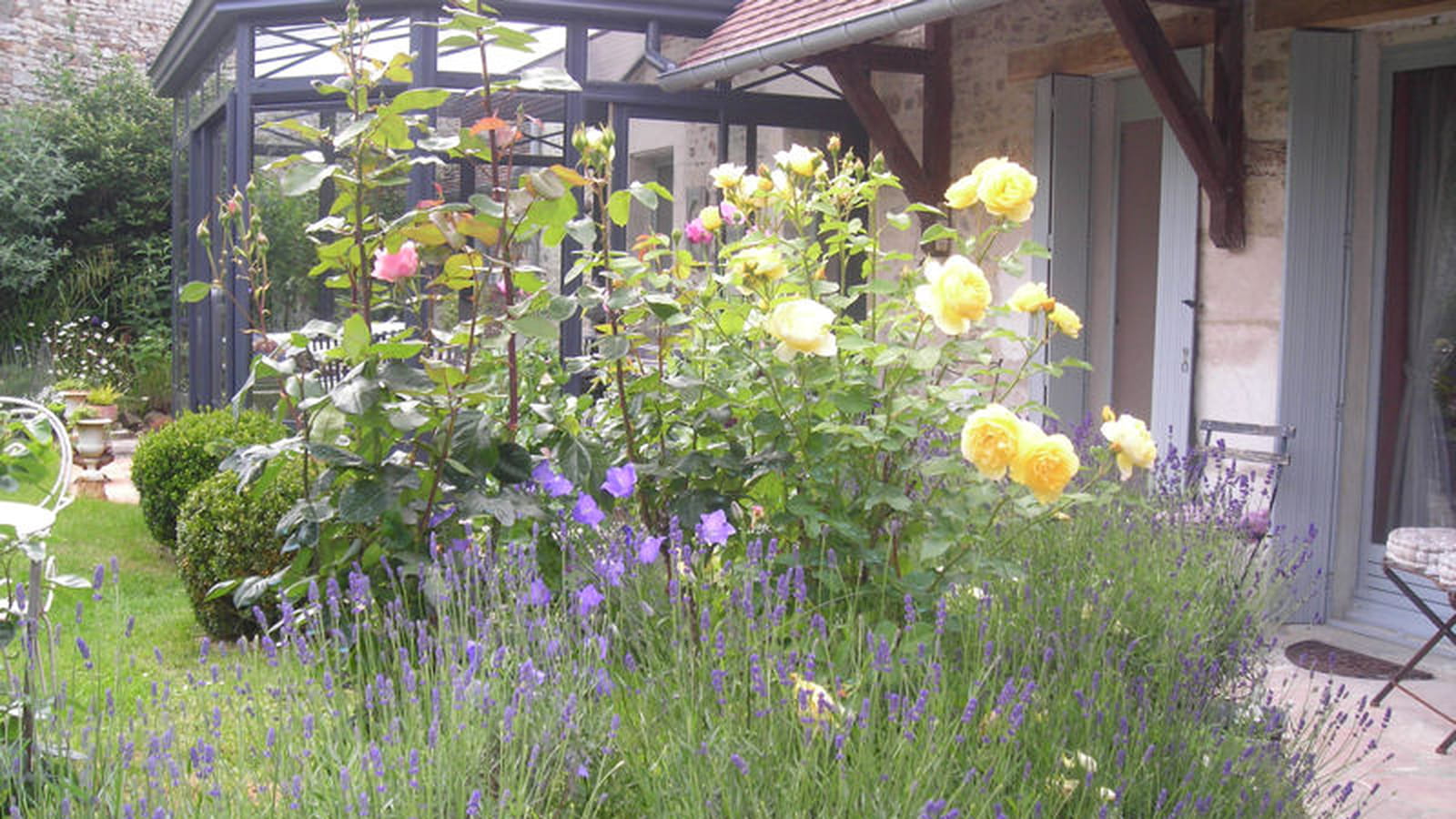 Roses et lavande