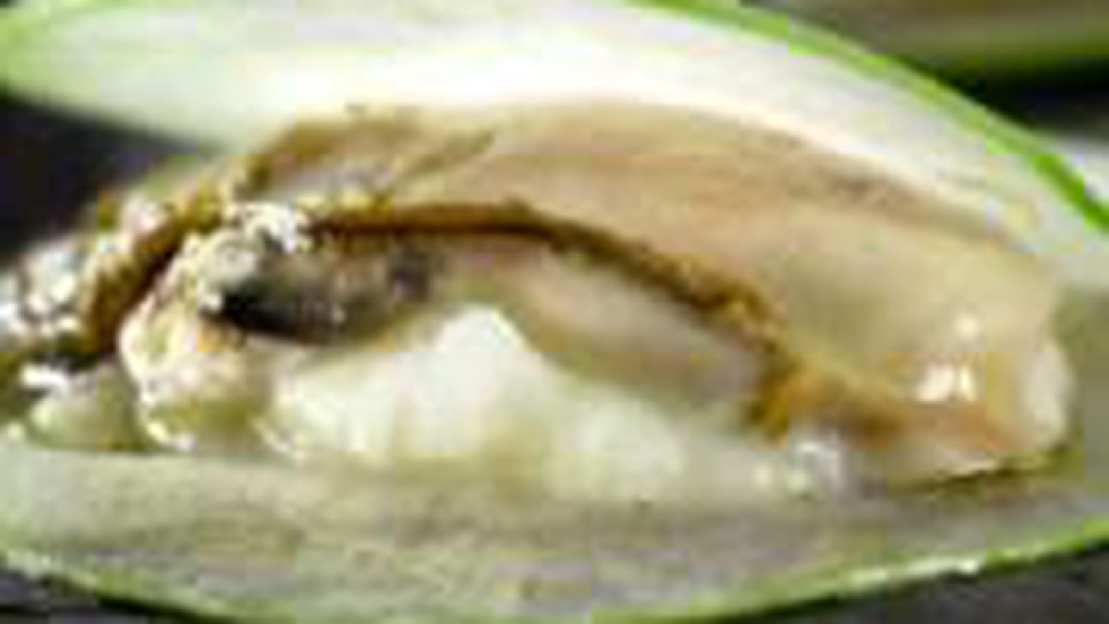 Ravioles pomme huître céleri
