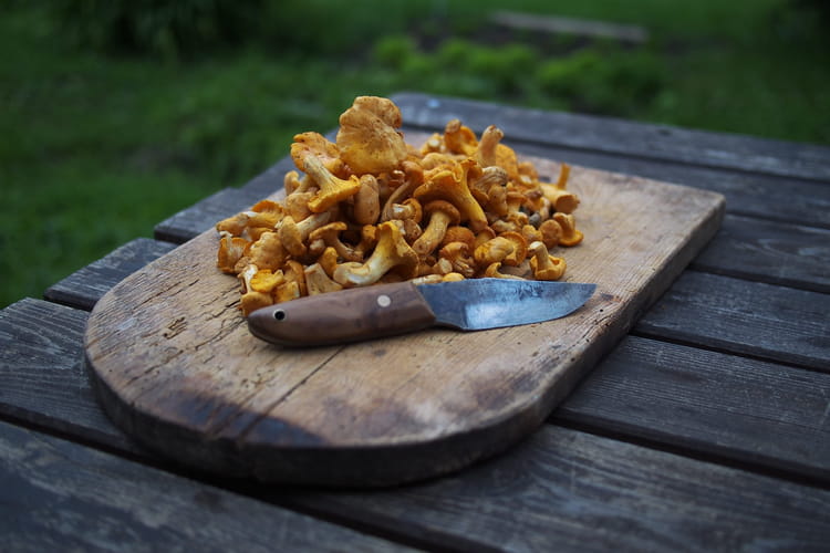 Recettes aux girolles : omelette, poulet, p&acirc;tes