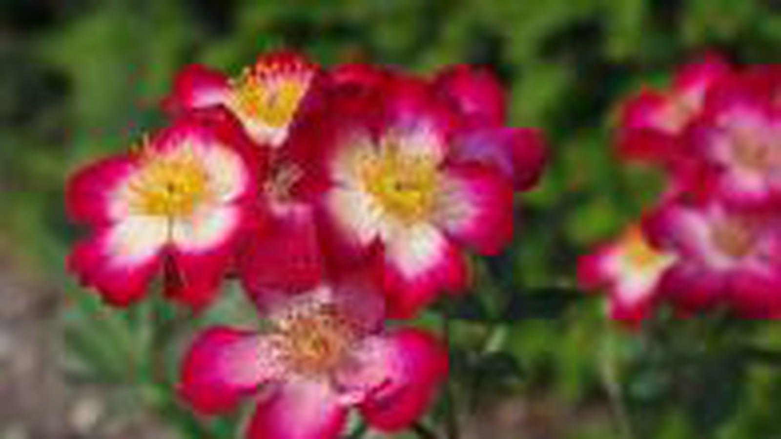 Rosier