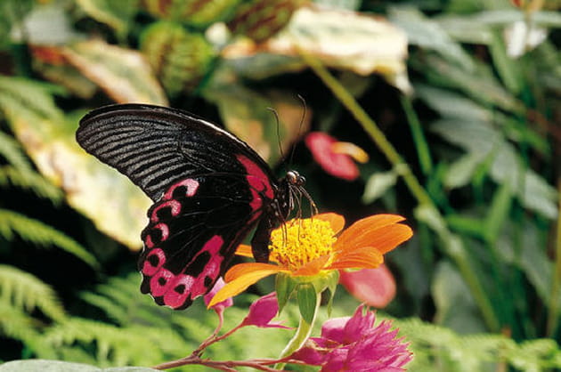 La serre aux papillons exotiques
