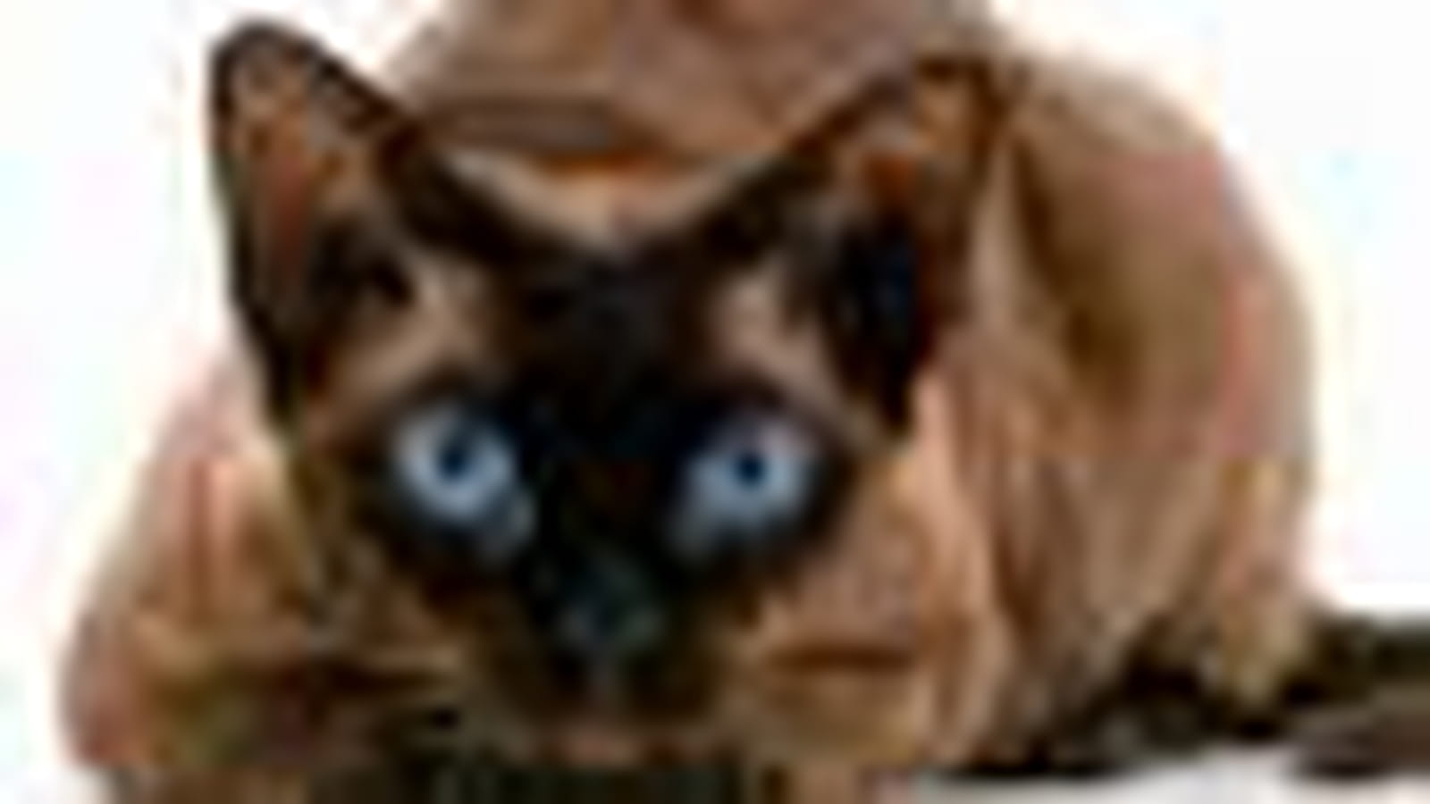 Myosotis, Devon rex