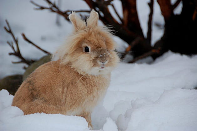 Les lapins les plus adorables des lecteurs