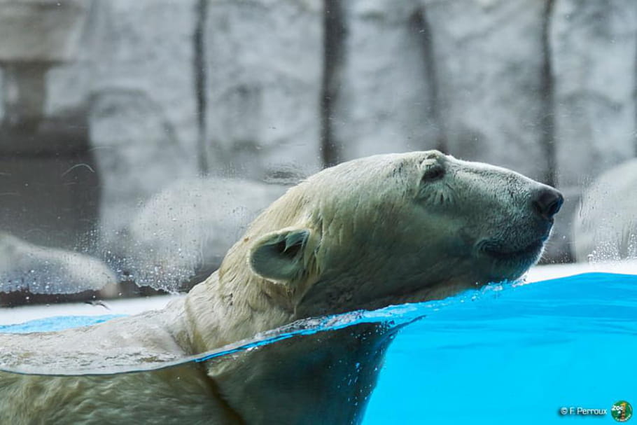 Zoo de la Palmyre : à la découverte des animaux sauvages