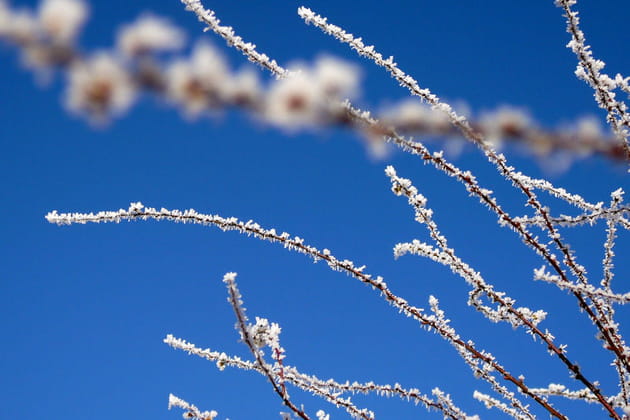 Branches givr&eacute;es