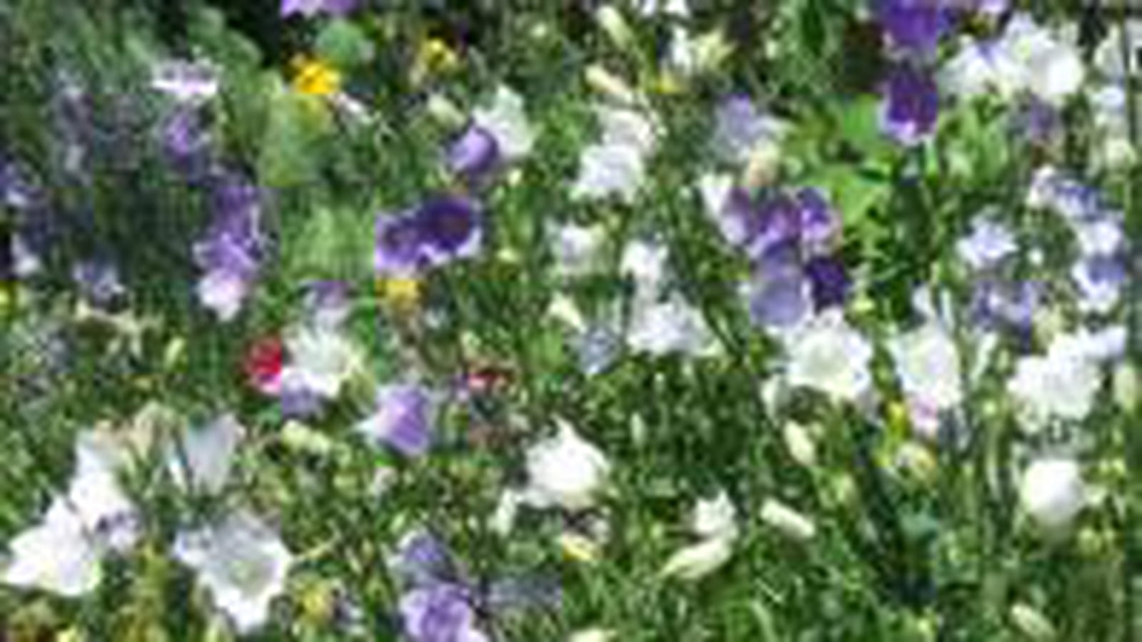 Campanules