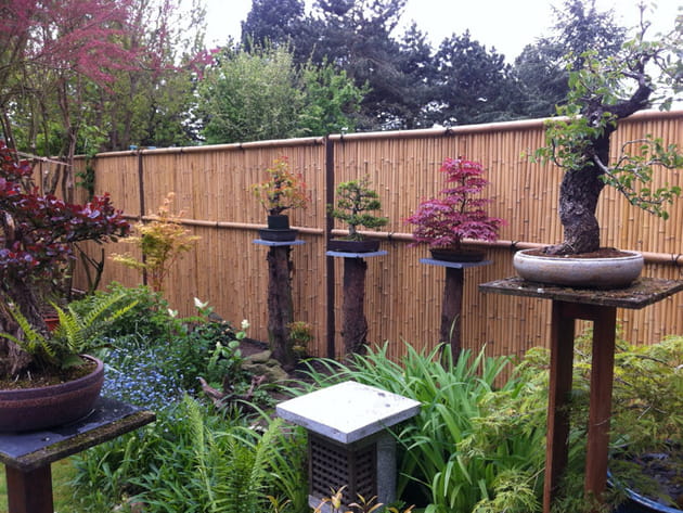 Collection de bonsaïs